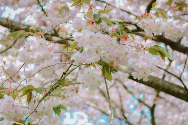 Cseresznyevirág Vagy Szakura Tavasszal — Stock Fotó