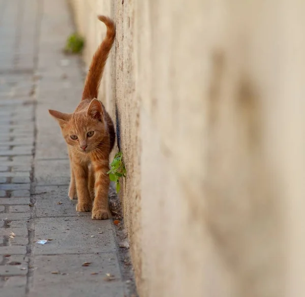 一只可爱的橙色猫从墙边走过 — 图库照片