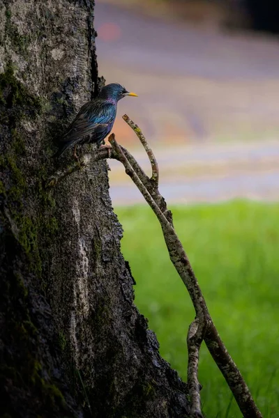 Oiseau Étourneau Bleu Perché Sur Une Branche Arbre Dans Parc — Photo