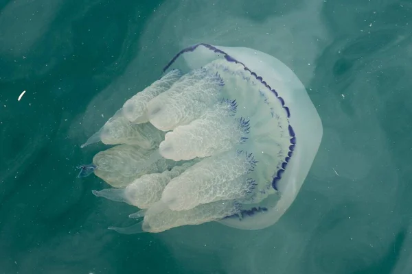 蓝水中一只美丽的水母的特写 — 图库照片