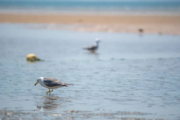 Primer Plano Una Gaviota Caminando Agua — Foto de Stock