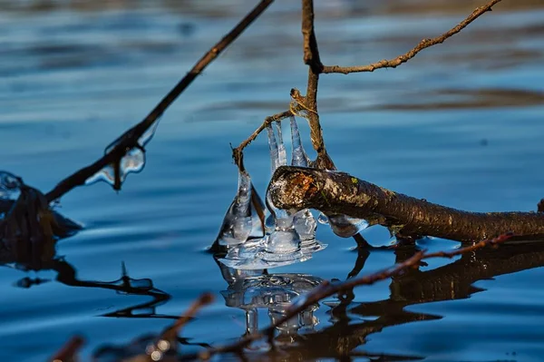 Closeup Branch Icicles Reflective Lake — Stock Photo, Image