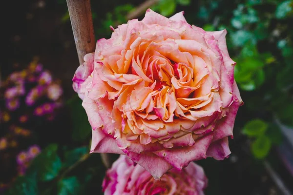 Крупный План Оранжево Розовой Розы Начале Лета — стоковое фото
