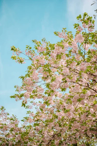 Ein Vertikaler Schuss Kirschblüten Gegen Den Blauen Himmel — Stockfoto