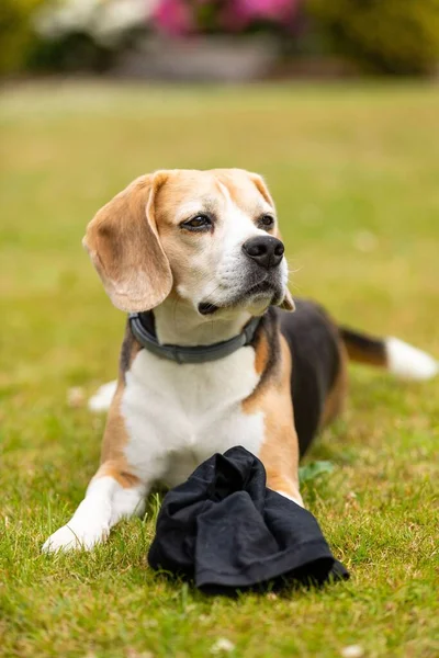 Vertical Shot Beagle Dog Garden — Stock Photo, Image