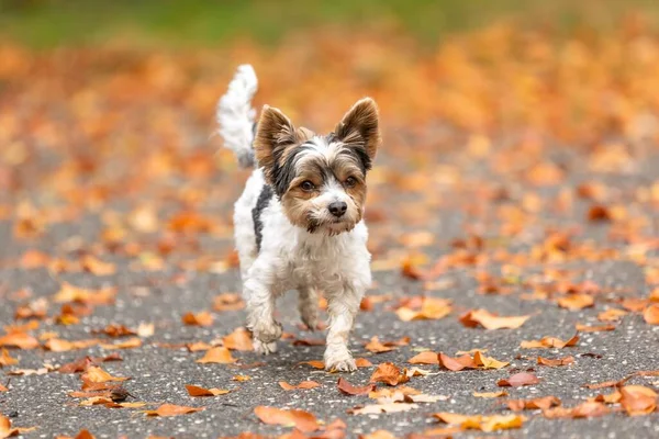 Perro Yorkshire Terrier Corriendo Por Suelo Rodeado Hojas Caídas Mirando — Foto de Stock