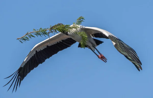 Une Belle Vue Oiseau Cigogne Vol Floride États Unis — Photo