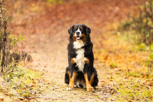 Doce Cão Montanha Bernese Sentado Parque Outono — Fotografia de Stock