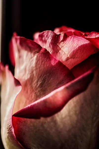 Closeup Beaautiful Pink Rose — Stock Photo, Image