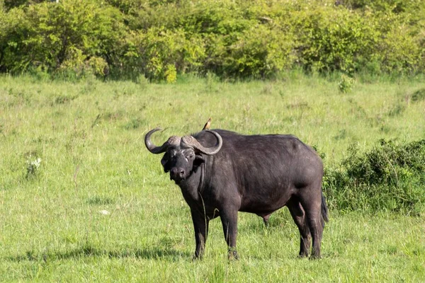 Yeşil Otlakta Siyah Bir Afrika Bufalosu Syncerus Caffer — Stok fotoğraf
