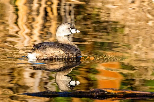 Una Hermosa Toma Billete Natación Espiado Grebe — Foto de Stock