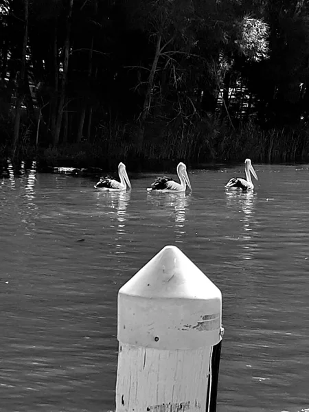 Tiro Tons Cinza Pelicanos Água Lago Vertical — Fotografia de Stock