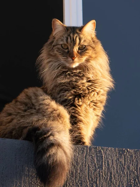 Katta dumbali fotosurati bor sargish