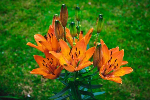 Vue Grand Angle Des Fleurs Lis Orange Qui Fleurissent Sur — Photo