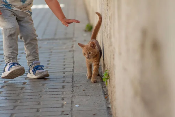 귀엽고 오렌지색 고양이를 쓰다듬고 아이가 갑니다 — 스톡 사진