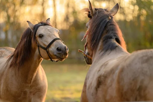 Tarlada Birbirleriyle Konuşan Sevimli Kahverengi Konik Atları — Stok fotoğraf
