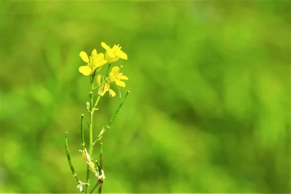 Een Close Shot Van White Mosterd — Stockfoto