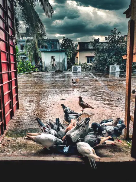 Plan Vertical Groupe Pigeons Mangeant Dans Bol Extérieur — Photo