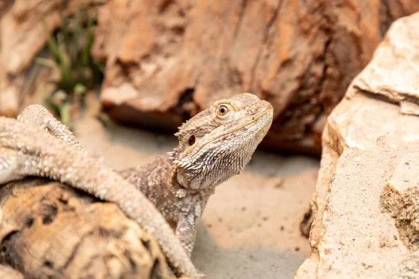 Central Bearded Dragon Peeking Stone Terrarium — Stock Photo, Image