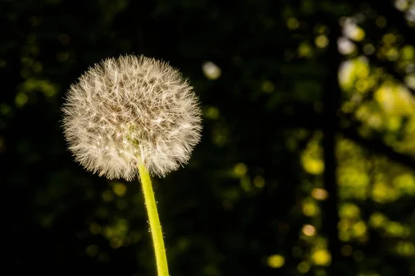 Неглибокий Фокус Кадр Common Dandelion Темним Тлом Саду — стокове фото