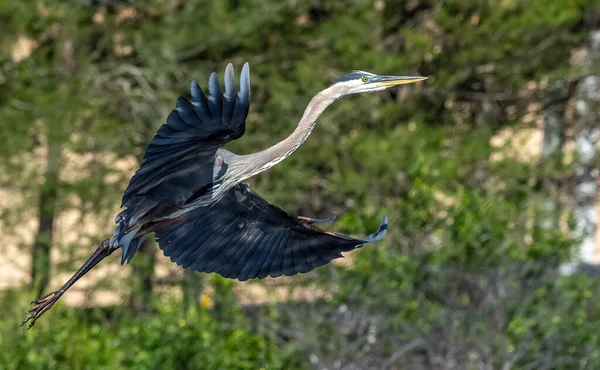 Vacker Utsikt Över Stor Egret Fågel Flygning Florida Usa — Stockfoto