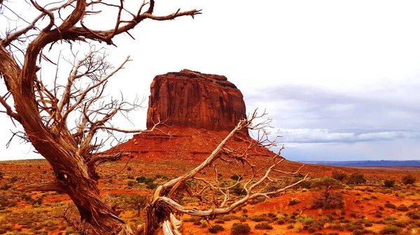 Ein Trockener Baum Monument Valley Mit Bewölktem Himmel — Stockfoto