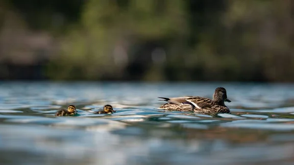 Ördek Yavrusuyla Gölde Yüzen Anne Ördeğin Güzel Manzarası — Stok fotoğraf
