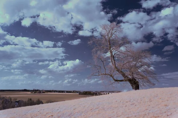 Der Blick Auf Einen Getrockneten Einsamen Baum Auf Dem Hügel — Stockfoto