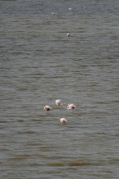 Tiro Vertical Grupo Flamingos Maiores Água Luz Dia — Fotografia de Stock