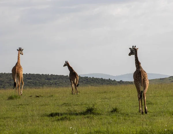 Grupo Girafas Caminhando Extenso Campo — Fotografia de Stock
