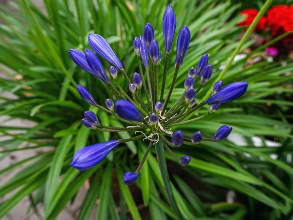 紫色の植え付けられたアフリカユリのクローズアップショット Agapanthus — ストック写真