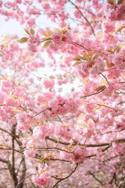 Baharda neşeli bir çiçek ya da sakura.