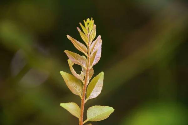 Μια Επιλεκτική Εστίαση Ενός Φυτού Που Αναπτύσσεται Την Άνοιξη — Φωτογραφία Αρχείου