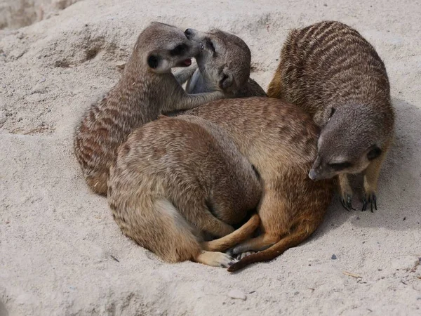 Een Schattige Meerkat Familie Suricata Suricatta Knuffelen Met Elkaar — Stockfoto
