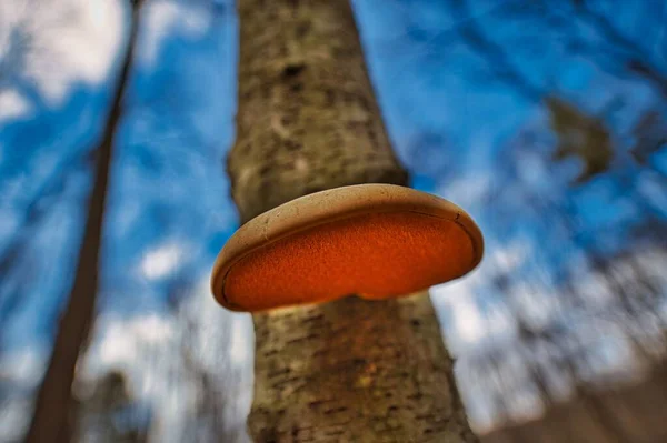 Eine Nahaufnahme Einer Birkenpolypore Auf Verschwommenem Hintergrund — Stockfoto