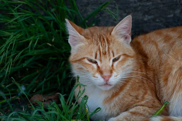 かわいいオレンジの猫が草の上に寝そべって — ストック写真