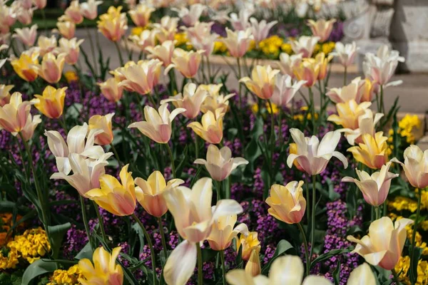 Zbliżenie Ujęcia Kwietnika Pełnego Pięknych Kolorowych Tulipanów Słoneczny Wiosenny Dzień — Zdjęcie stockowe