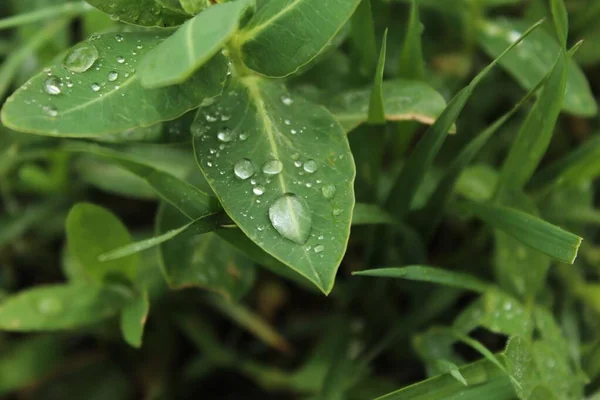 Die Grüne Pflanze Geht Nach Dem Regen — Stockfoto