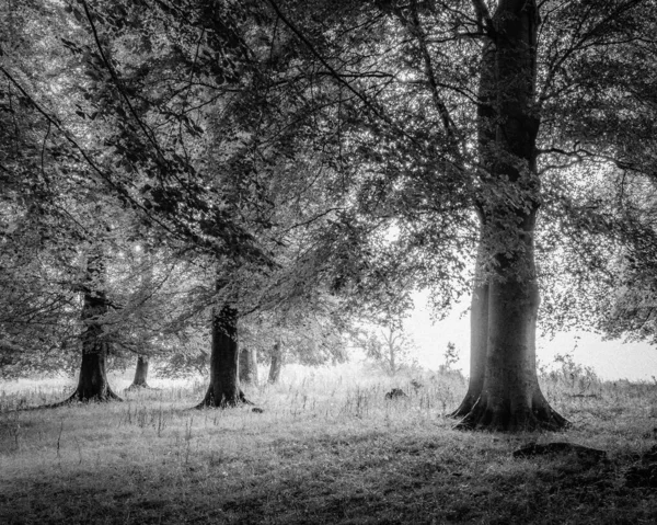 Échelle Gris Une Forêt Dense Sous Lumière Soleil — Photo