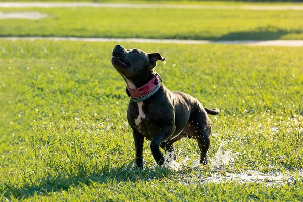 Szary Samica Pit Bull Dog Biegnie Bawi Się Świeżym Powietrzu — Zdjęcie stockowe