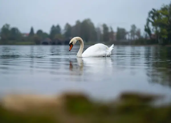 Лебедь Плавает Озере Отражением Каплями Воды Клюва — стоковое фото