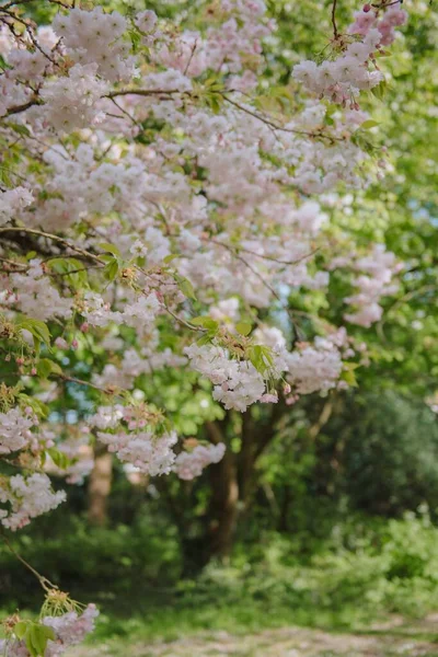Fröhliche Blüte Oder Sakura Frühling — Stockfoto