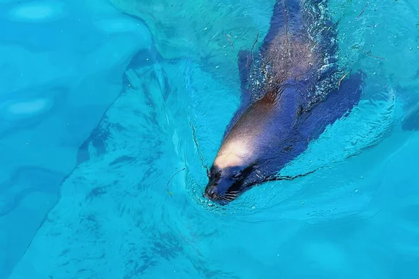 Морской Котик Плавающий Голубой Воде — стоковое фото