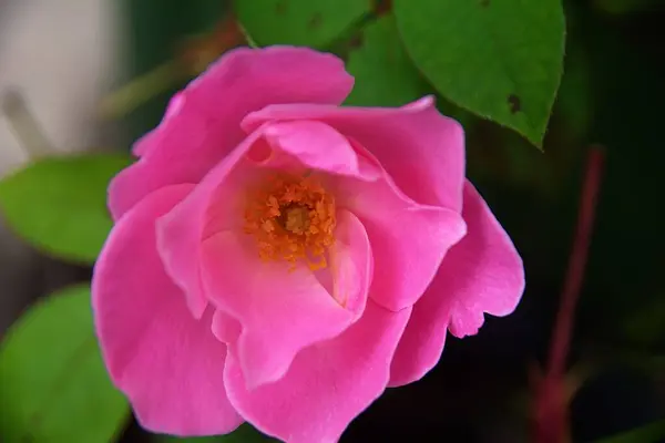 Ένα Ροζ Λουλούδι Έναν Κήπο — Φωτογραφία Αρχείου