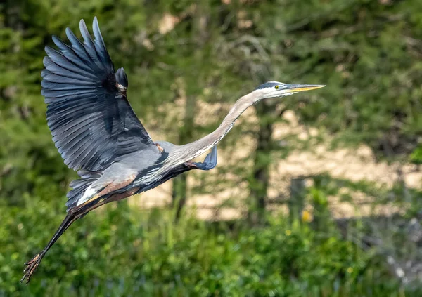 Vacker Utsikt Över Stor Egret Fågel Flygning Florida Usa — Stockfoto