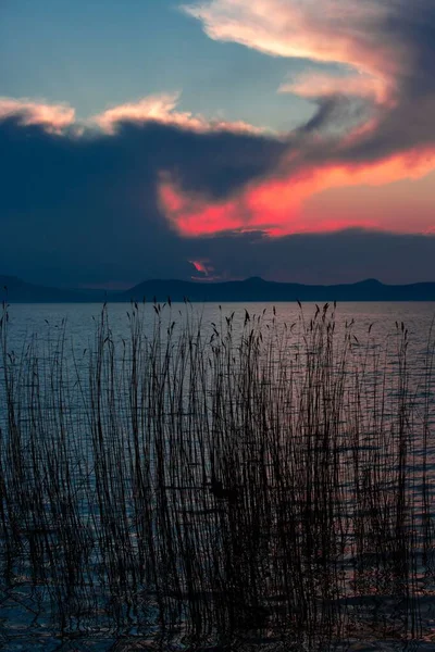Вертикальний Знімок Очерету Росте Березі Озера Заході Сонця — стокове фото