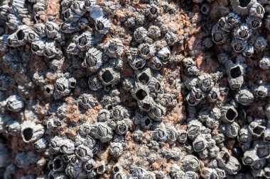 Bir kayanın üzerinde büyüyen vahşi bir kaya midyesinin yakın çekimi.