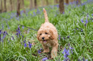 A closeup of a cavapoo puppy walking in the grass with beautiful flowers clipart