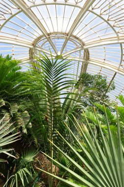 İngiltere 'deki Kew Gardens' da güzel palmiyelerin dikey çekimi.