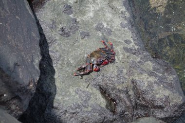 Portekiz 'deki Sao Miguel adasındaki gri bir kayanın üzerindeki Red Rock yengecinin en iyi görüntüsü.